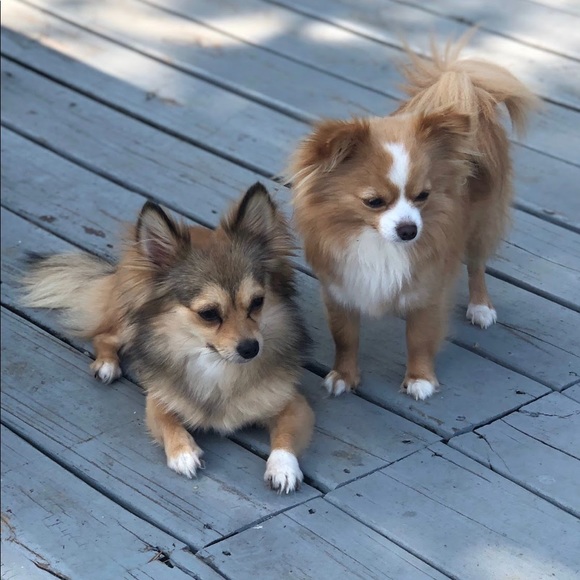 Meet your Posher, Julie and Mogwai 🐾 - Picture 2 of 11